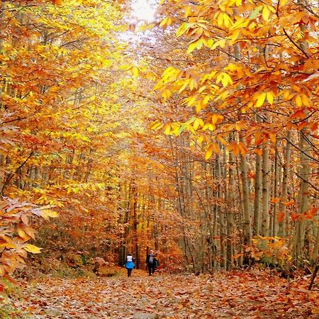 Aroma De Primavera En Casas Rurales Acebuche Casas del Monte Εξωτερικό φωτογραφία