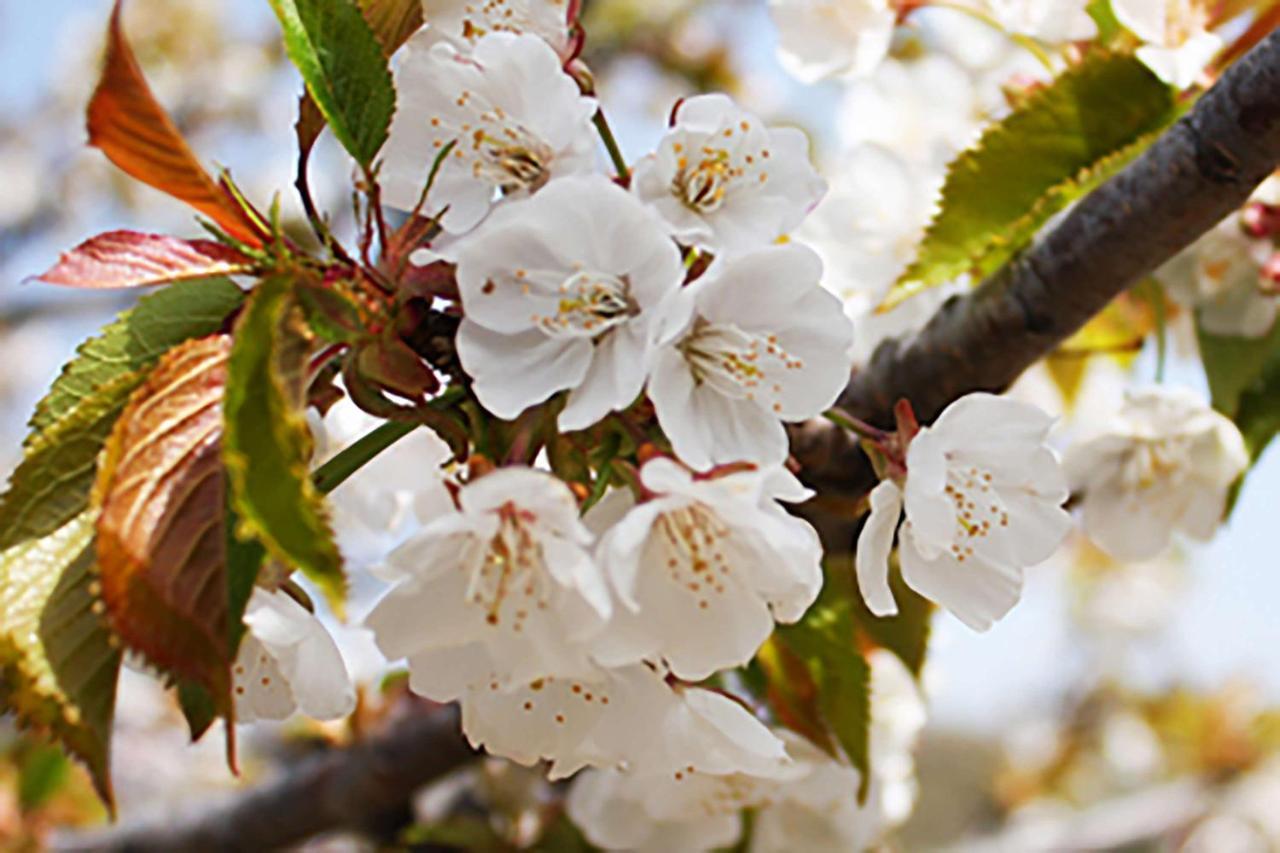 Aroma De Primavera En Casas Rurales Acebuche Casas del Monte Εξωτερικό φωτογραφία