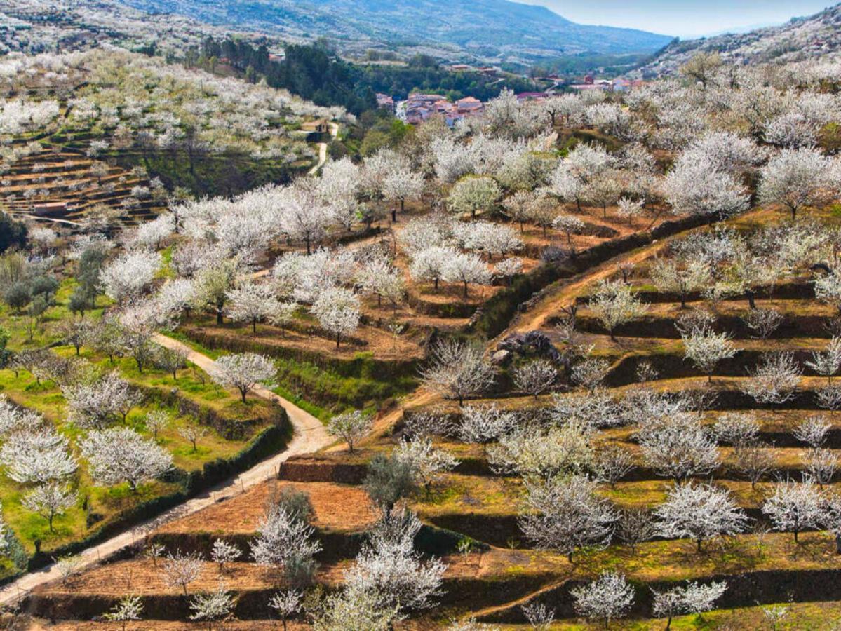 Aroma De Primavera En Casas Rurales Acebuche Casas del Monte Εξωτερικό φωτογραφία