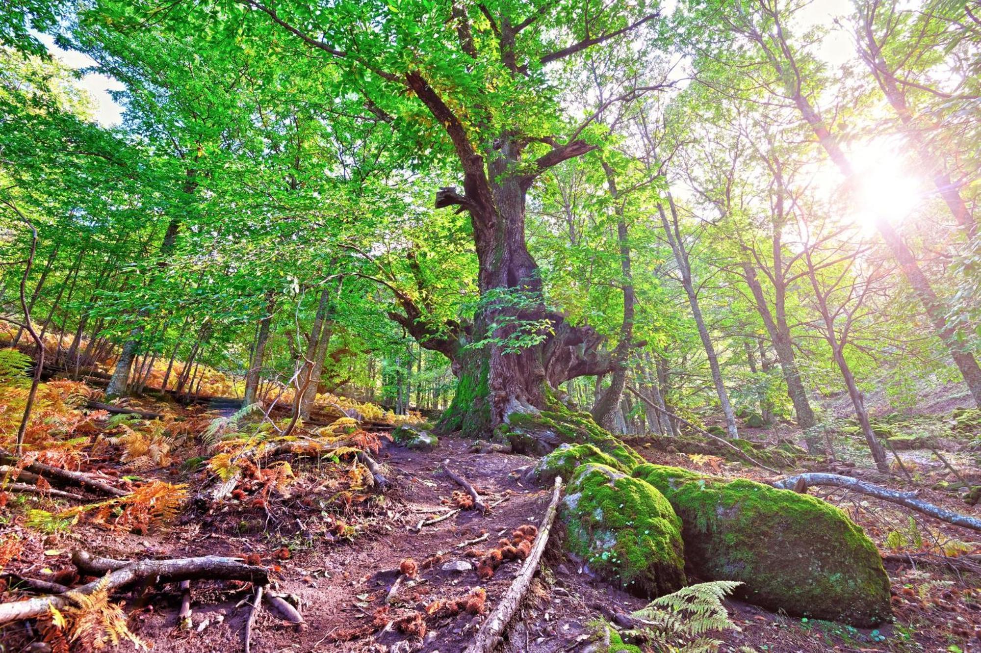 Aroma De Primavera En Casas Rurales Acebuche Casas del Monte Εξωτερικό φωτογραφία